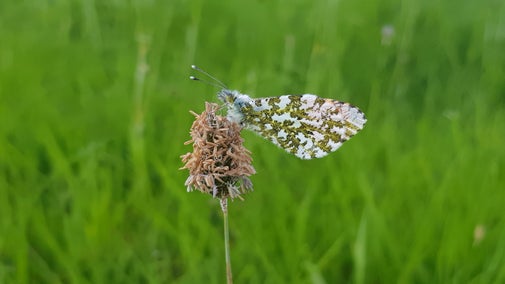 Orange tip butterfly in the wildflower meadow at Wallington